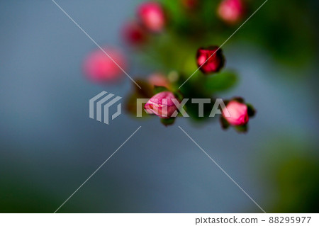 Pink snow willow 88295977