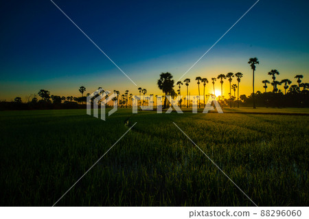 Rice plantation field with sugar palm tree golden sunrise morning scene Rice plantation field with sugar palm tree golden sunrise morning scene 88296060