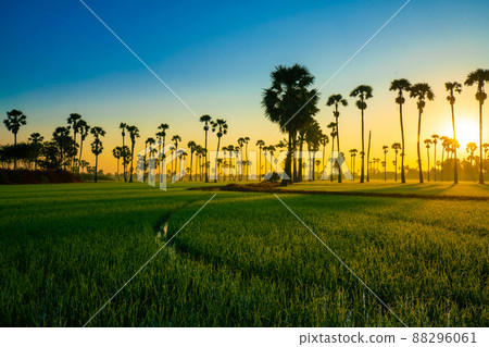 Rice plantation field with sugar palm tree golden sunrise morning scene 88296061