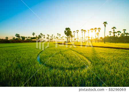Green rice plantation. field sunrise morning fog 88296069