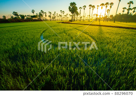 Rice plantation field with sugar palm tree golden sunrise morning scene Rice plantation field with sugar palm tree golden sunrise morning scene 88296070
