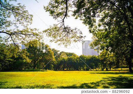 Green tree forest in city park with sunnny day light Green tree forest in city park with sunnny day light 88296092