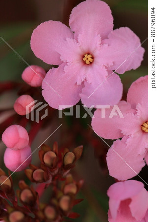 Lucrilla Lucrilla 88296094