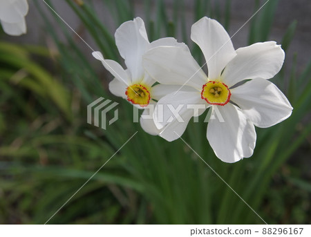 口紅水仙 口紅水仙 88296167