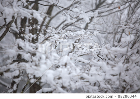 Snow scene Snow scene 88296344