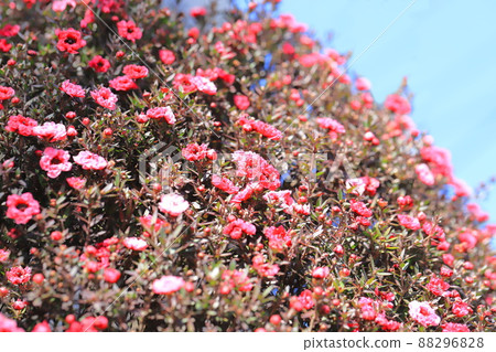 Manuka plum blossoms Manuka plum blossoms 88296828