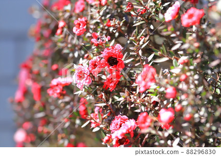 Manuka plum blossoms Manuka plum blossoms 88296830