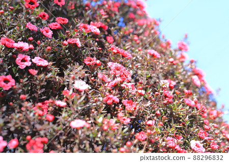 Manuka plum blossoms Manuka plum blossoms 88296832
