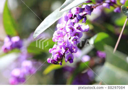 Hardenbergia (Komachi Wisteria) 88297084