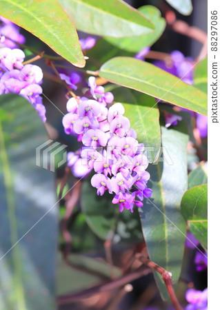 Hardenbergia (Komachi Wisteria) 88297086