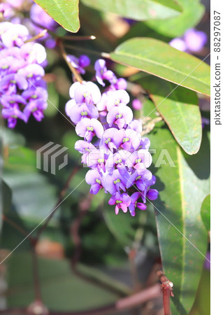 Hardenbergia(小町紫藤) Hardenbergia(小町紫藤) 88297087