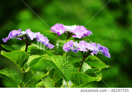 繡球 繡球 88297705