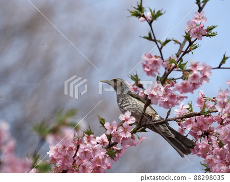 有櫻花 有櫻花 88298035
