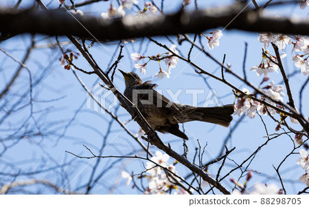 EOSRP. Hiroshima Fukuyama, a noisy bulbul. 88298705