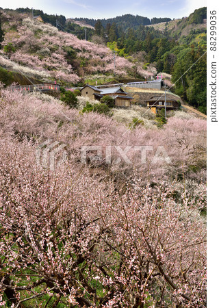 Anou Plum Grove Morning 88299036