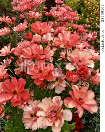 Vermilion flowers blooming in the flowerbed Vermilion flowers blooming in the flowerbed 88299166