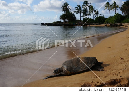 夏威夷海灘和海龜 88299226