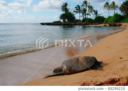 夏威夷海灘和海龜 88299228