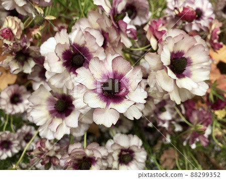 White and purple gradation flowers blooming in the flowerbed 88299352