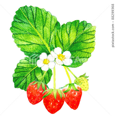 草莓水果、花朵和葉子的插圖 水果手繪水彩插圖素材 88299368