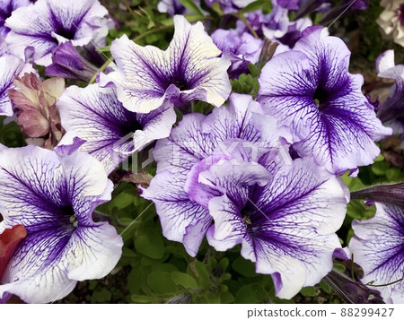 White and purple gradation flowers blooming in the flowerbed 88299427