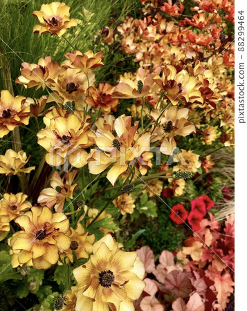 Yellow and orange flowers in the flowerbed Yellow and orange flowers in the flowerbed 88299464