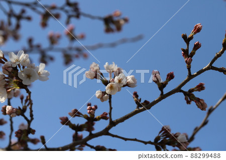 Flowering of Yoshino cherry blossoms in early spring parks in Japan 88299488