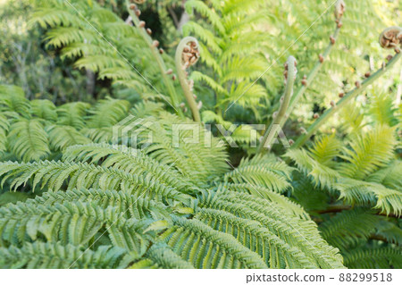 Flying Spider-monkey grows on Kochiyama Observatory in Amami Oshima Flying Spider-monkey grows on Kochiyama Observatory in Amami Oshima 88299518