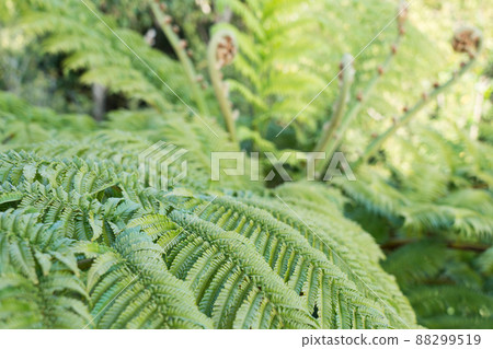 Flying Spider-monkey grows on Kochiyama Observatory in Amami Oshima 88299519