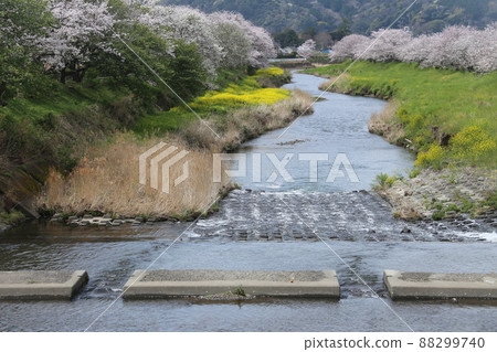 岸邊櫻花盛開 岸邊櫻花盛開 88299740