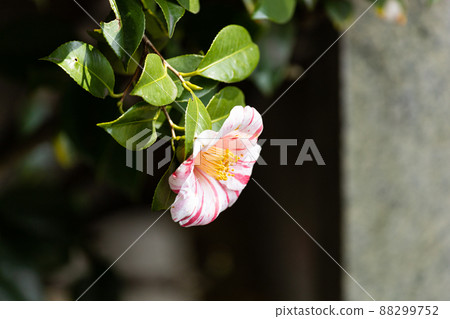 EOSRP. Hiroshima Fukuyama, camellia flowers. 88299752