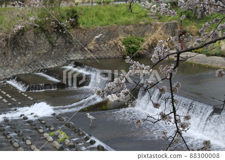 蒼鷺瞄準魚苗 蒼鷺瞄準魚苗 88300008