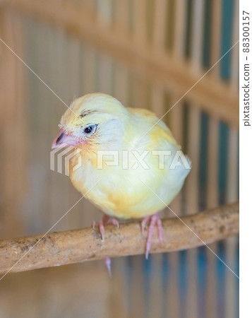Selective focus. Baby canary. Breeding canaries at home. Close up. Selective focus. Baby canary. Breeding canaries at home. Close up. 88300157