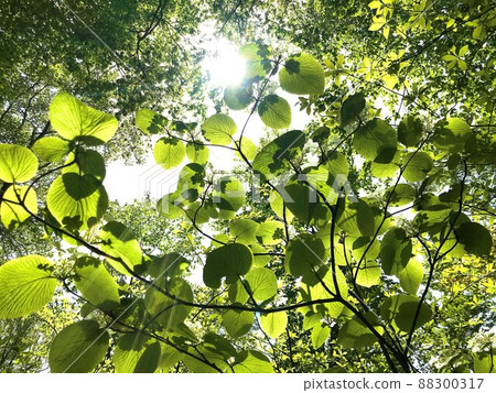 葉子中反射的莢蒾剪影 88300317