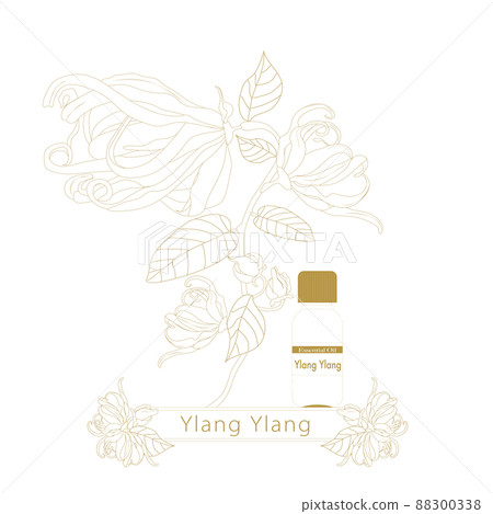 Ylang Ylang line drawing, essential oil bottle, ylang ylang 88300338