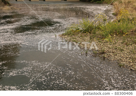 Clear stream flower raft 88300406