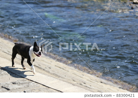 Mighty-kun, a pet dog Boston Terrier who walks happily along the water 88300421