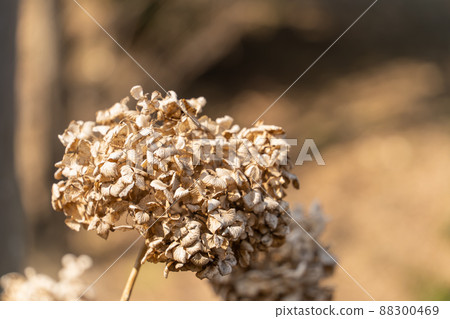 Withe Hydrangea 88300469