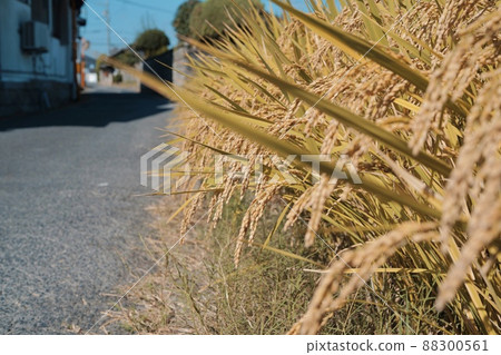 Autumn rice Autumn rice 88300561
