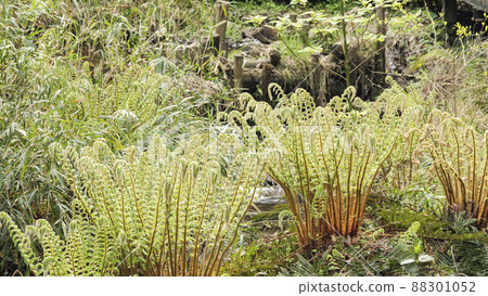 湘南三浦半島神奈川縣三浦市未開發的小次郎之森的春天 88301052