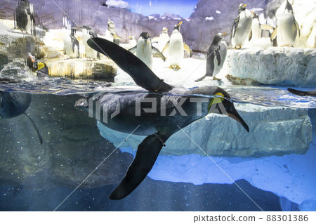 King penguin swimming on the surface of the water 88301386