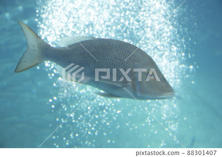 Hamafuefuki 88301407