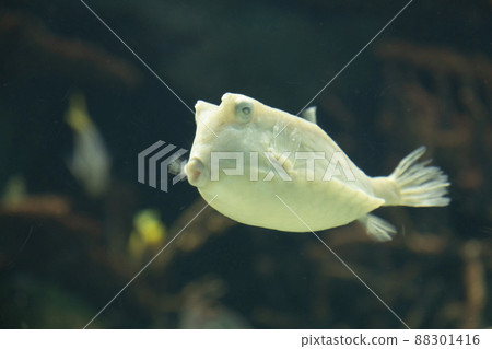 箱魚伴侶 88301416