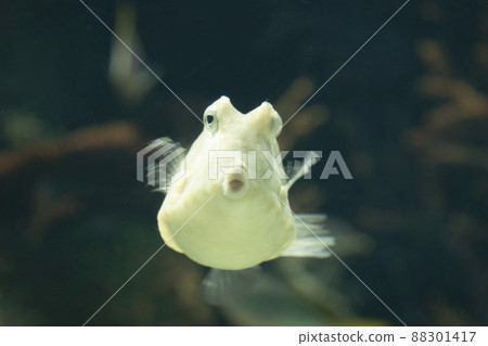 箱魚伴侶 88301417
