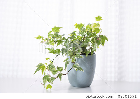 Ornamental plant Ivy Hedera Ornamental plant Ivy Hedera 88301551