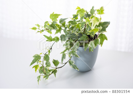 觀賞植物常春藤常春藤 觀賞植物常春藤常春藤 88301554