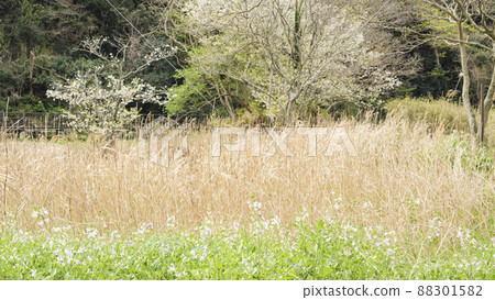Spring in the unexplored Koajiro no Mori in Miura City, Kanagawa Prefecture, on the Shonan Miura Peninsula 88301582