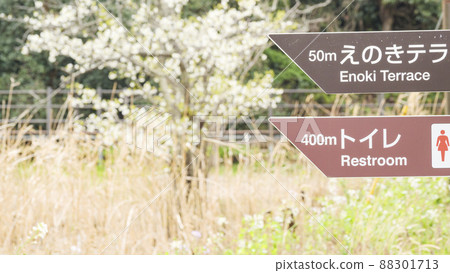 Spring in the unexplored Koajiro no Mori in Miura City, Kanagawa Prefecture, on the Shonan Miura Peninsula 88301713