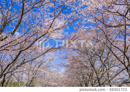 “日本櫻花百選”中玄公園(鹿兒島縣伊佐市) “日本櫻花百選”中玄公園(鹿兒島縣伊佐市) 88301733