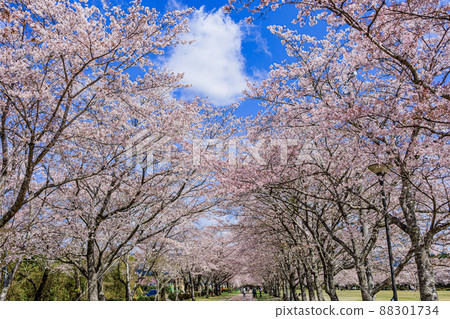 “日本櫻花百選”中玄公園(鹿兒島縣伊佐市) “日本櫻花百選”中玄公園(鹿兒島縣伊佐市) 88301734